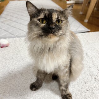 気品あるツンデレのメイちゃんです♪