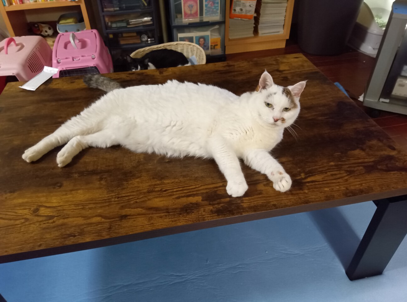 引っ越しで飼い主さんと別れたメロンちゃん サムネイル4