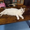 引っ越しで飼い主さんと別れたメロンちゃん サムネイル4