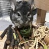 素敵な里親様に出会えました サムネイル2