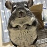 素敵な里親様に出会えました サムネイル3