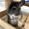 素敵な里親様に出会えました サムネイル4