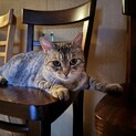 TNRM現場で出会ったマミィちゃん メス FIV＋