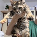 コムタン