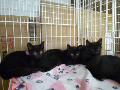 とても甘えん坊の可愛い賢い子猫！ サムネイル2