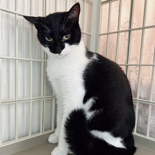 【12/8芝浦】猫大好き！先住猫のお友達に