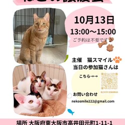 ねこの譲渡会＠東大阪市