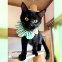 14日譲渡会:人馴れ◎黒猫3兄弟ナイト君