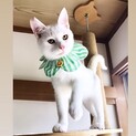 神々しい美白猫人馴れ抜群！むにゃ君