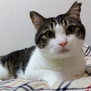 優しいおとこのこ　