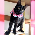 お喋り甘えん坊ゴロスリにゃん❤︎ノッテ君