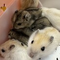 [10/21更新] ジャンガリアン　1匹から譲渡