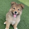 雑種の子犬2ヶ月の銀牙くん