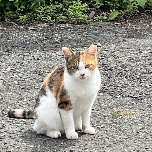 しらすの助のカバー写真