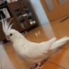 shinyasさん