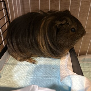 お話中のため一旦停止いたします　優しい男の子