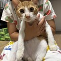 とっっても人懐っこい遊び大好き⭐︎夏くん