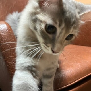 甘えん坊のグレーの長毛りりちゃん