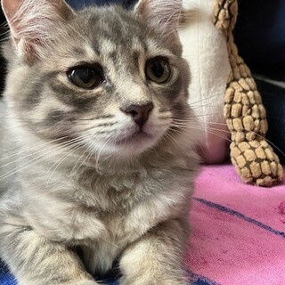 甘えん坊のグレーの長毛りりちゃん