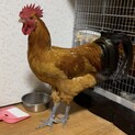 名古屋コーチン立派なオス1羽