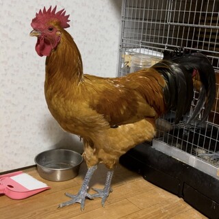 名古屋コーチン立派なオス1羽