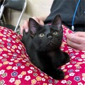 猫じゃらし大好き・人馴れ◎・黒猫男子・2ヶ月半