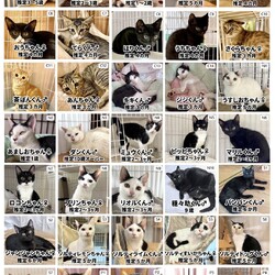 多摩市役所にて【保護猫譲渡会】初開催 サムネイル2