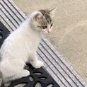 迷い兄妹猫2ヶ月