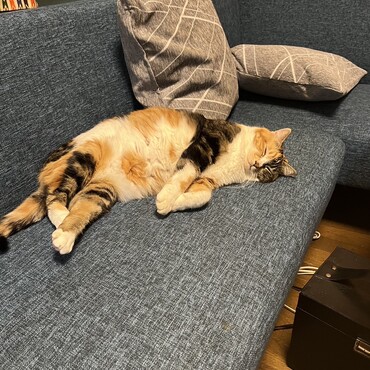 ソファでぐっすり寝ています