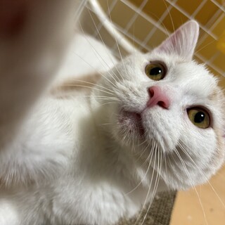 毛並み白ベースのマンチカンの猫さんです