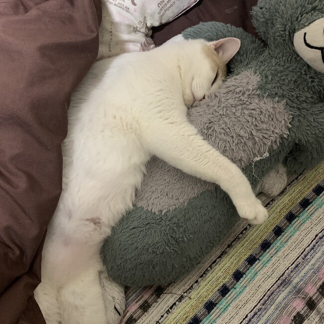 na_na28のカバー写真