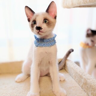 10/20里親会参加！「はちみつ」ちゃん♪