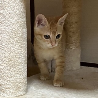 終生飼える方求む