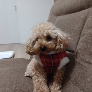 トイプードル女の子　4歳