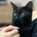 京都猫⭐︎抱っこ大好き甘えん坊美形の黒猫子猫ジジ♂