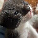仔猫の幸(こう)くん里親募集！