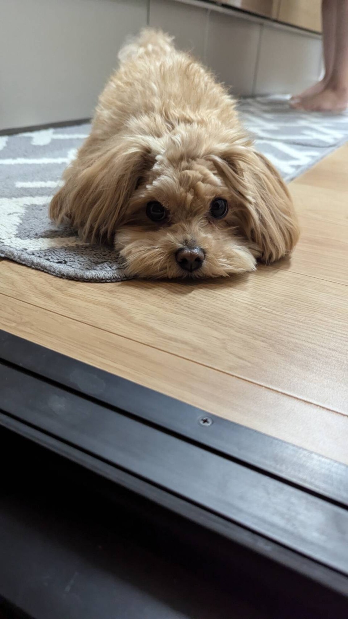 マルプー サムネイル1