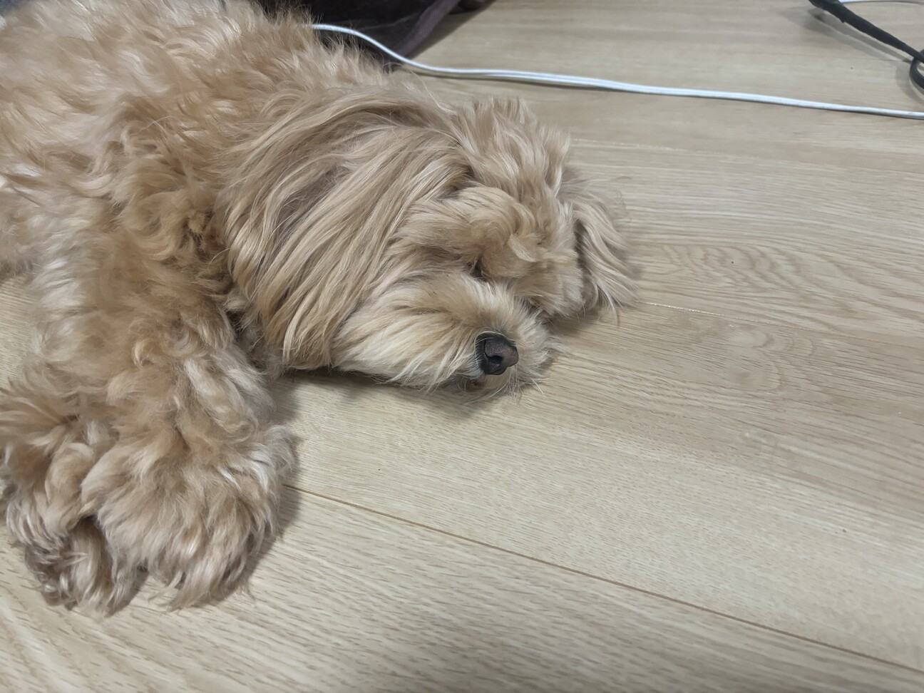 マルプー サムネイル2