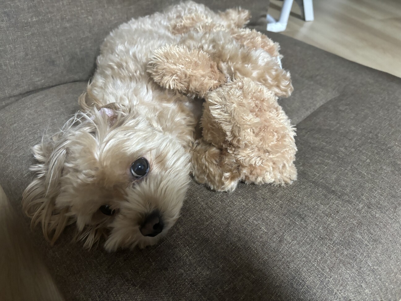 マルプー サムネイル3