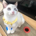 美猫のシャムティーちゃん