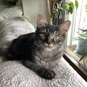 多頭飼育崩壊レスキューより子猫のすずちゃん