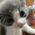 仔猫の福(ふく)くん里親募集！