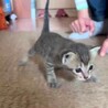 子猫のサバトラちゃん サムネイル2