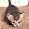 子猫のサバトラちゃん サムネイル3