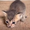 子猫のサバトラちゃん サムネイル4