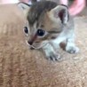 子猫のサバトラちゃん サムネイル6