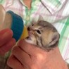 子猫のサバトラちゃん サムネイル7