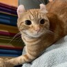 甘えん坊のアメリカンカール(男の子) サムネイル3