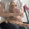 甘えん坊のアメリカンカール(男の子) サムネイル5