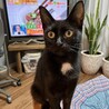 【10/26芝浦】とっても甘えん坊の美猫さん♡ サムネイル7